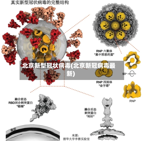 北京新型冠状病毒(北京新冠病毒最新)