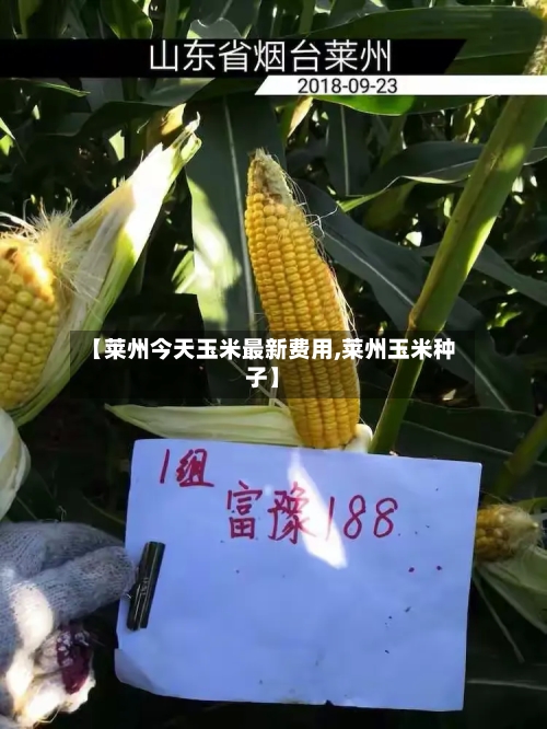 【莱州今天玉米最新费用,莱州玉米种子】