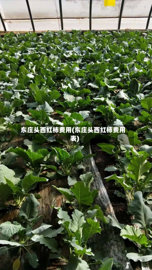 东庄头西红柿费用(东庄头西红柿费用表)-第3张图片
