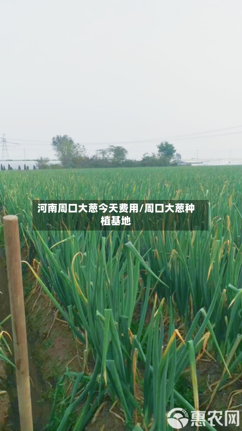 河南周口大葱今天费用/周口大葱种植基地