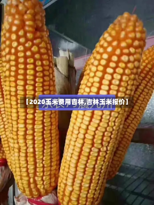 【2020玉米费用吉林,吉林玉米报价】