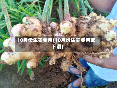 10月份生姜费用(10月份生姜费用或下滑)-第2张图片