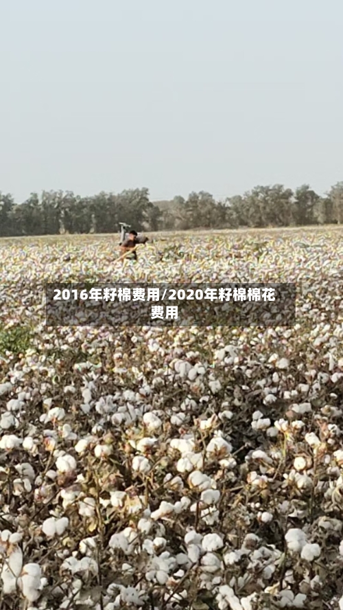 2016年籽棉费用/2020年籽棉棉花费用-第3张图片