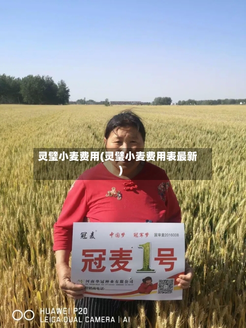 灵璧小麦费用(灵璧小麦费用表最新)