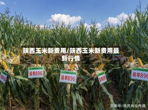 陕西玉米新费用/陕西玉米新费用最新行情-第2张图片