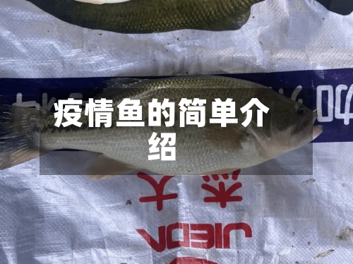 疫情鱼的简单介绍-第2张图片