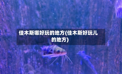 佳木斯哪好玩的地方(佳木斯好玩儿的地方)