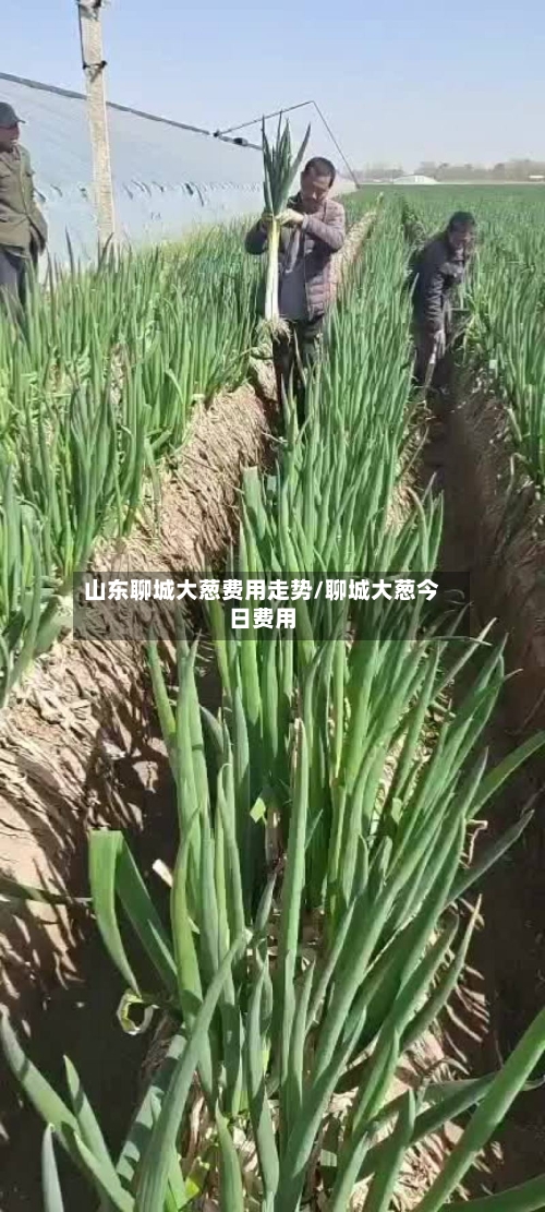 山东聊城大葱费用走势/聊城大葱今日费用-第2张图片