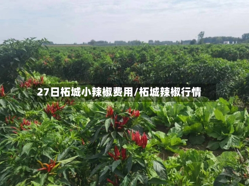 27日柘城小辣椒费用/柘城辣椒行情