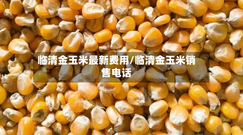 临清金玉米最新费用/临清金玉米销售电话