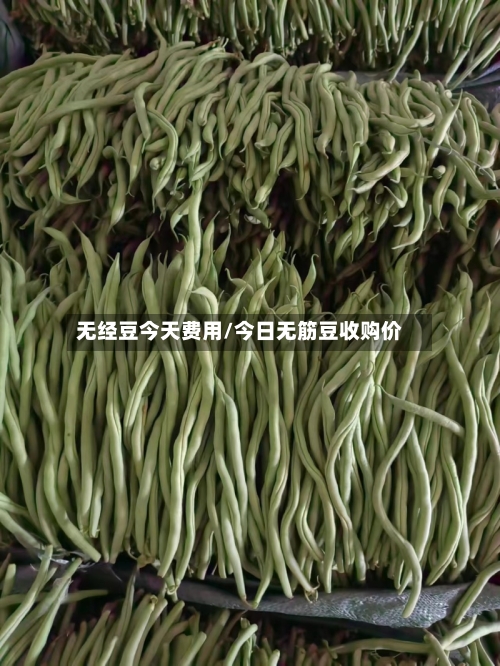 无经豆今天费用/今日无筋豆收购价-第2张图片
