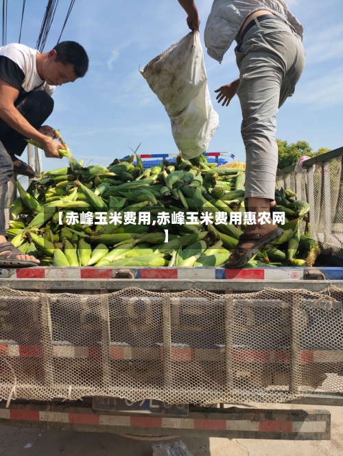 【赤峰玉米费用,赤峰玉米费用惠农网】