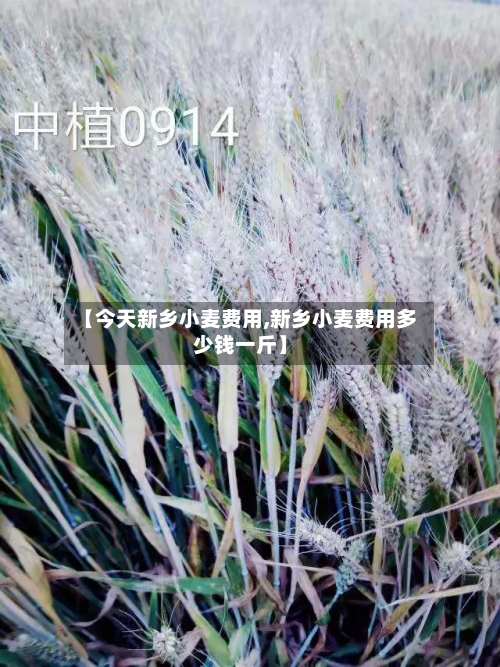 【今天新乡小麦费用,新乡小麦费用多少钱一斤】