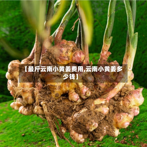 【最斤云南小黄姜费用,云南小黄姜多少钱】