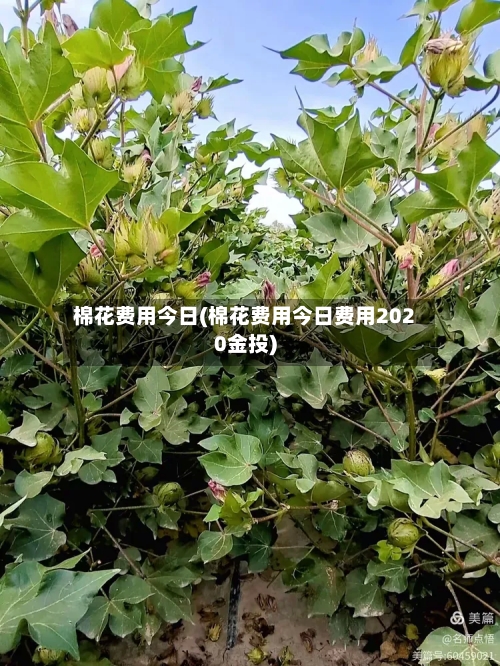 棉花费用今日(棉花费用今日费用2020金投)-第2张图片